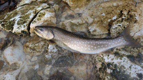 アメマスの釣果
