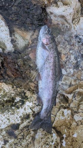 ニジマスの釣果