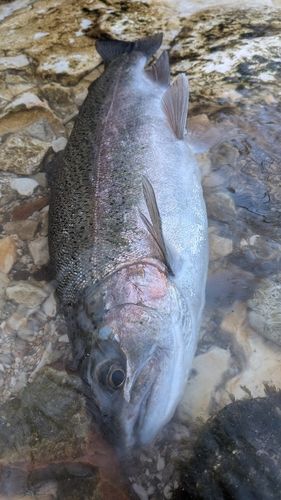 ニジマスの釣果