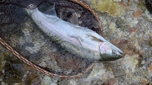 ニジマスの釣果