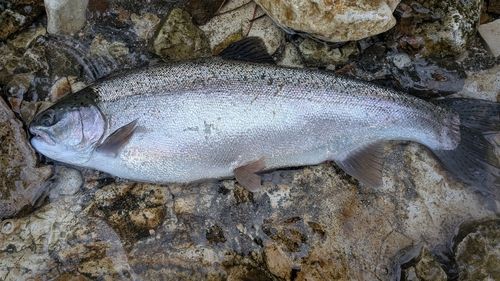 ニジマスの釣果