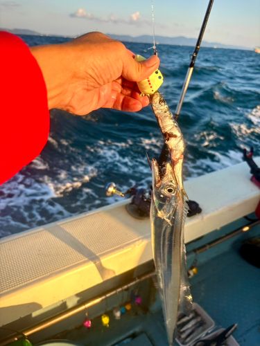 タチウオの釣果
