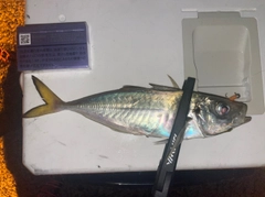 マアジの釣果