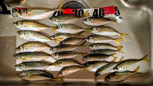 アジの釣果