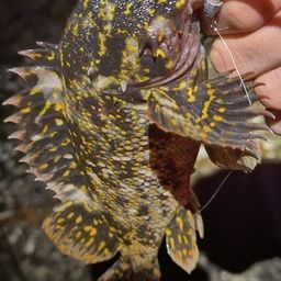 オウゴンムラソイ