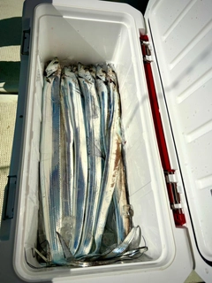 タチウオの釣果