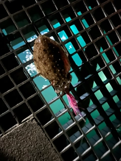 シリヤケイカの釣果