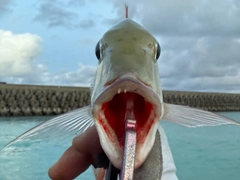 マトフエフキの釣果