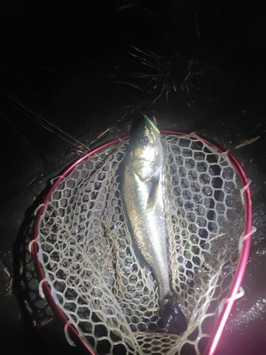 フッコ(マルスズキ)の釣果