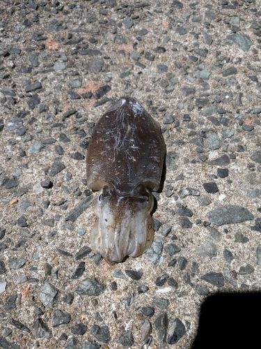 コウイカの釣果