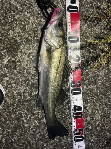 シーバスの釣果