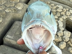 アオチビキの釣果