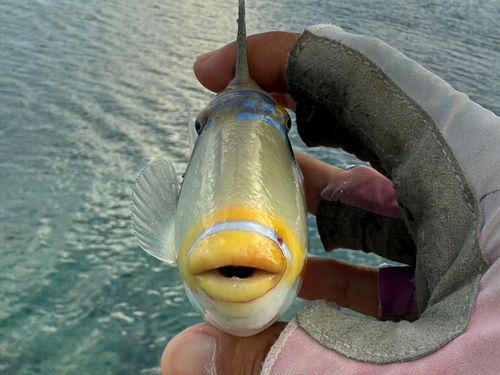 ムラサメモンガラの釣果