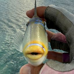 ムラサメモンガラ