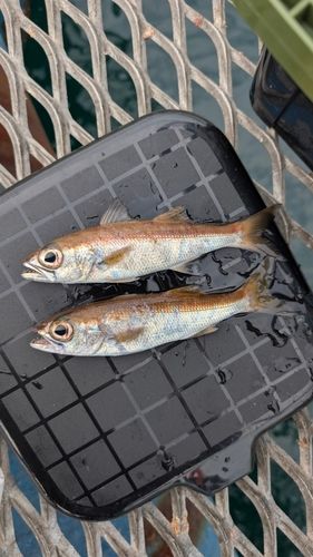 本牧海づり施設