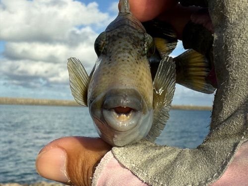 ゴマモンガラの釣果