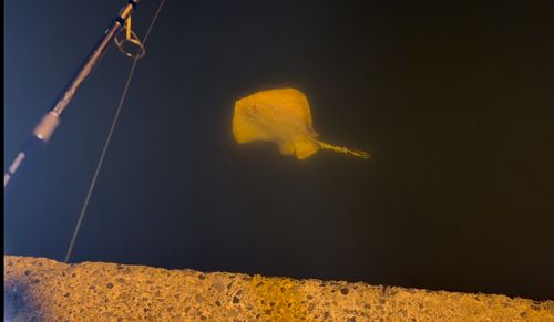 アカエイの釣果