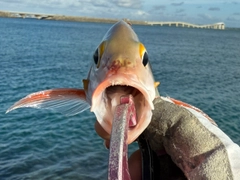 ヒメフエダイの釣果