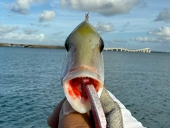 イソフエフキの釣果