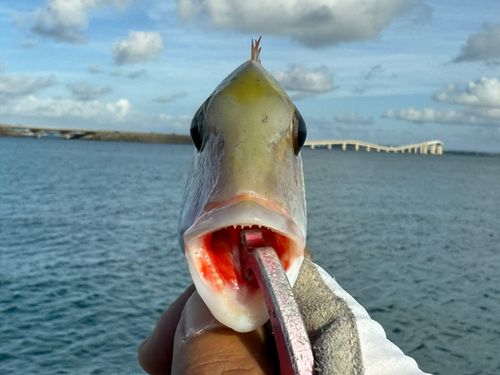 イソフエフキの釣果