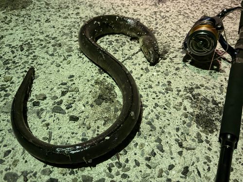 ホタテウミヘビの釣果