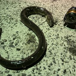 ホタテウミヘビ