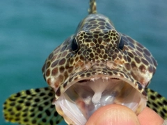 カンモンハタの釣果