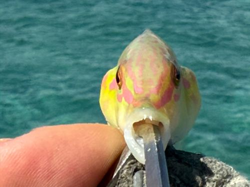 ミツボシキュウセンの釣果