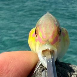 ミツボシキュウセン