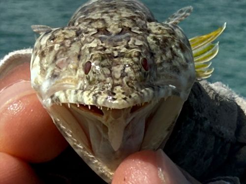 マダラエソの釣果