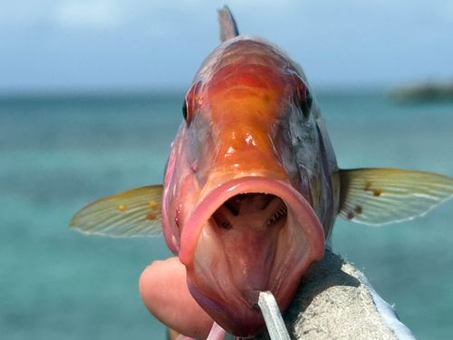 オジサンの釣果