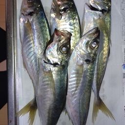 マアジ