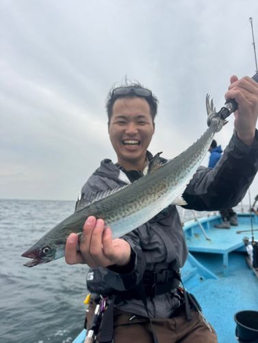 サワラの釣果