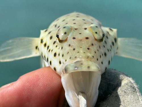 オグロトラギスの釣果