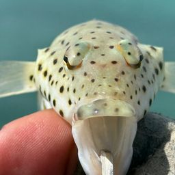 オグロトラギス