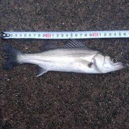 セイゴ（マルスズキ）