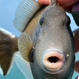 ツマジロモンガラ