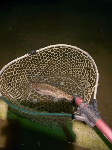 ベリーパーク in FISH ON! 王禅寺