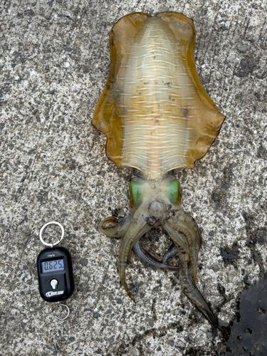 アオリイカの釣果