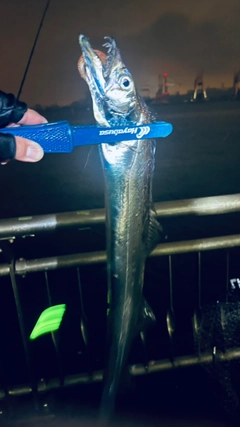 タチウオの釣果