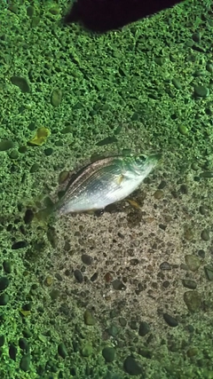 ウミタナゴの釣果