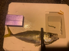 マアジの釣果