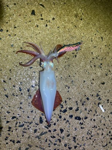 ケンサキイカの釣果