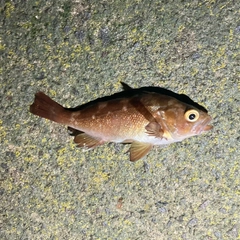 エゾメバルの釣果