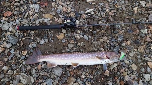 アメマスの釣果