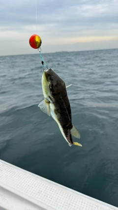 クロサバフグの釣果