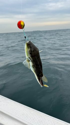 クロサバフグの釣果