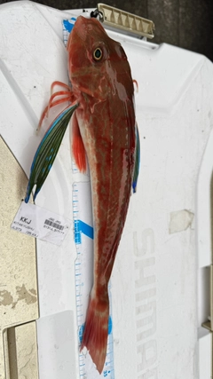 ホウボウの釣果