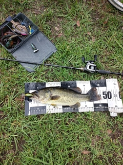 ブラックバスの釣果
