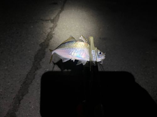 中央埠頭(博多湾)